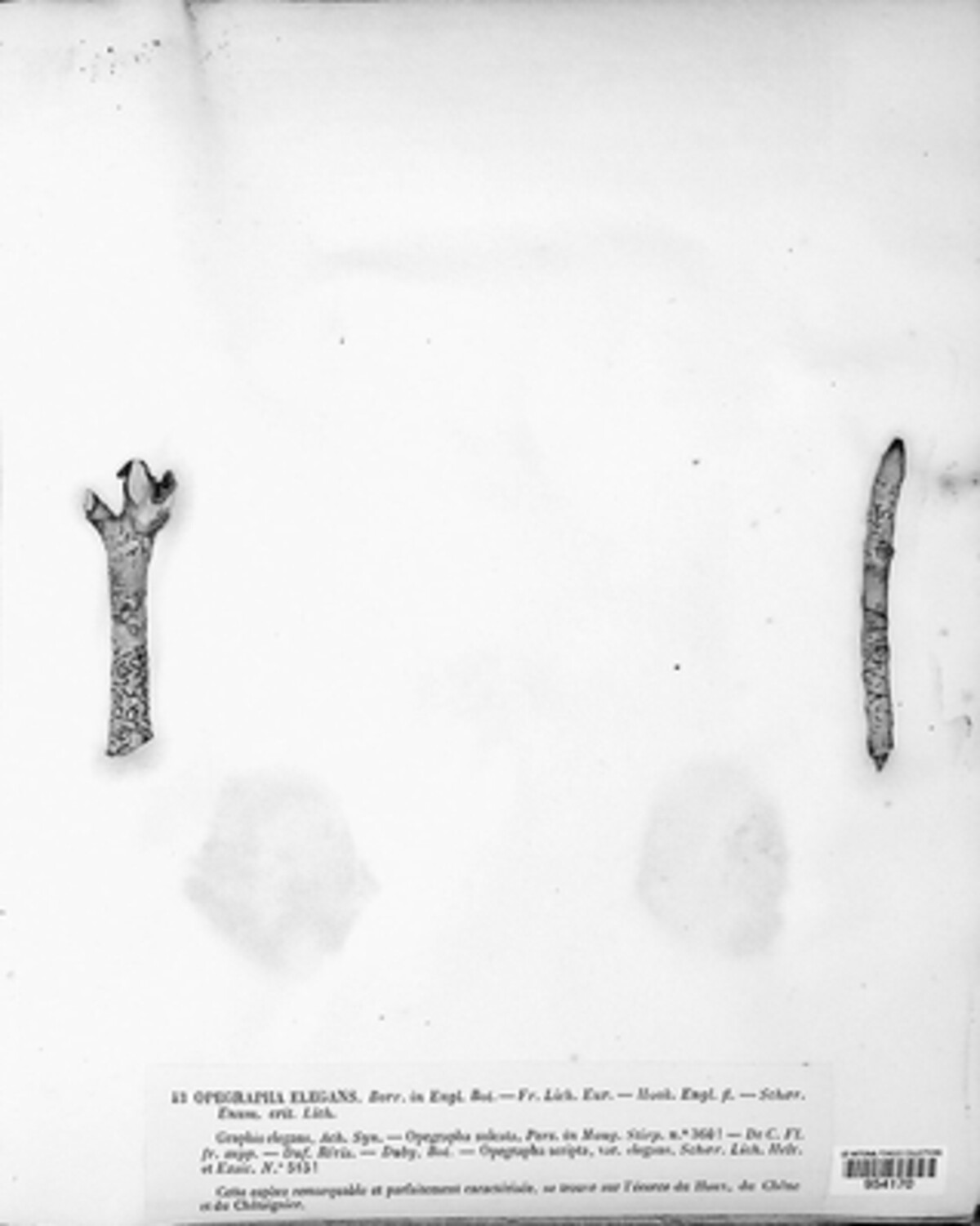 Lecanographa elegans image